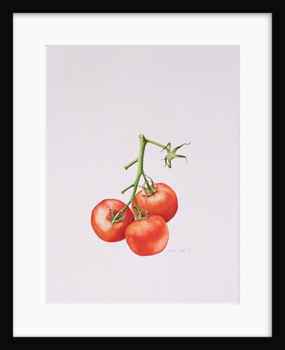 Three Tomatoes on the Vine, 1997 by Alison Cooper