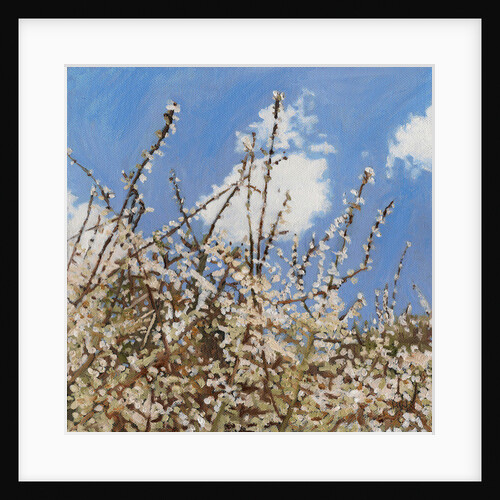 Mayflower, 2012 by Helen White