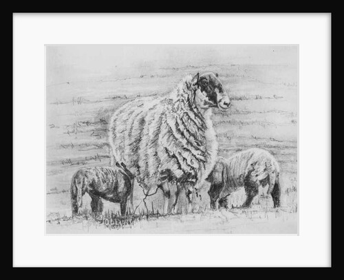 Proud Ewe, 2012 by Helen White