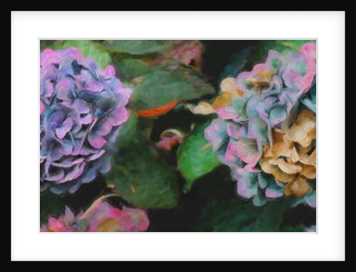 Hydrangeas, 2018 by Helen White