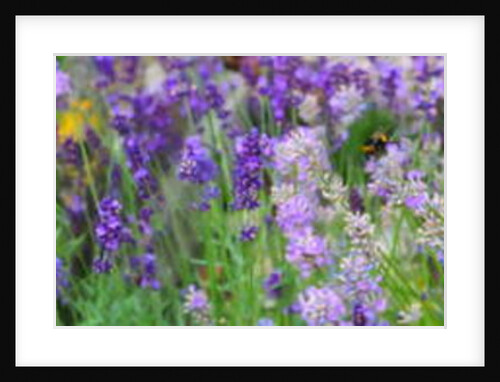 Lavender Field, 2018 by Helen White