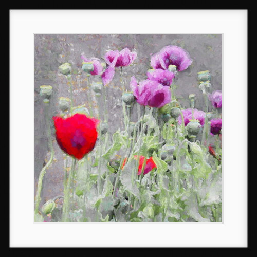 Poppies, 2018 by Helen White