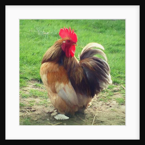 Proud Cockerel, 2018 by Helen White