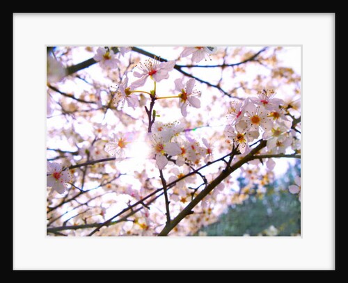 Spring Blossom, 2018 by Helen White