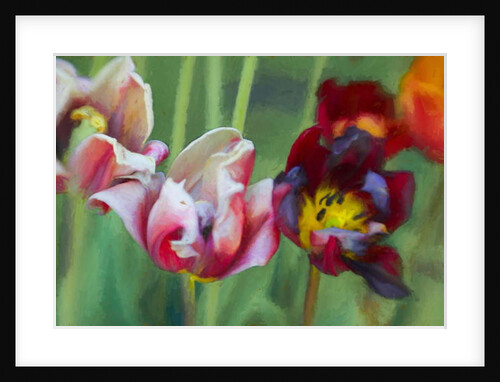 Bright Tulips, 2018 by Helen White