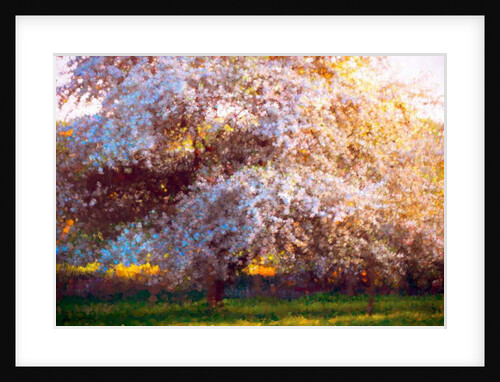 Evening Blossom, 2018 by Helen White