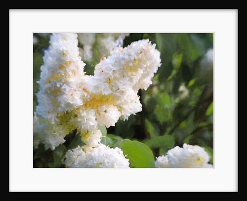 Pure White Lilac, 2018 by Helen White