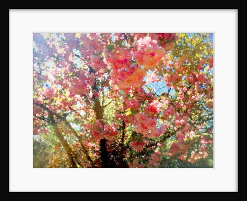 Spring Blossom Sky, 2018 by Helen White