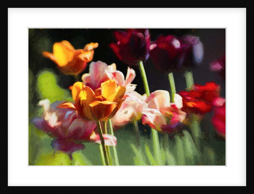 Tulip Field, 2018 by Helen White