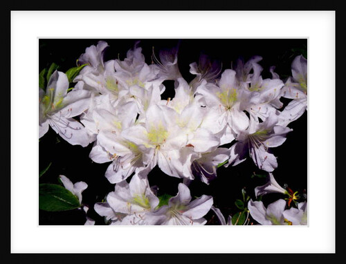 White Azhalias, 2018 by Helen White