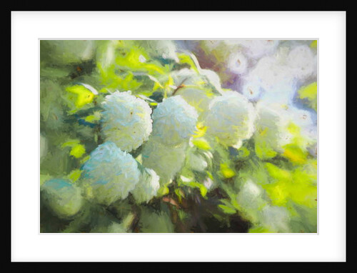 Softly Blooming, 2018 by Helen White