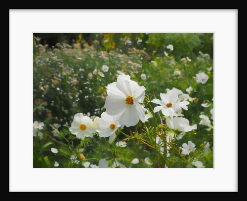 The White Garden, 2018 by Helen White
