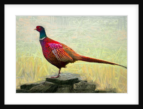 Pleasant Pheasant, 2018 by Helen White