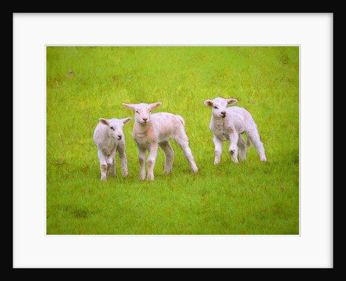 Scallywags, 2018 by Helen White