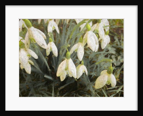 Snowdrops, 2019 by Helen White
