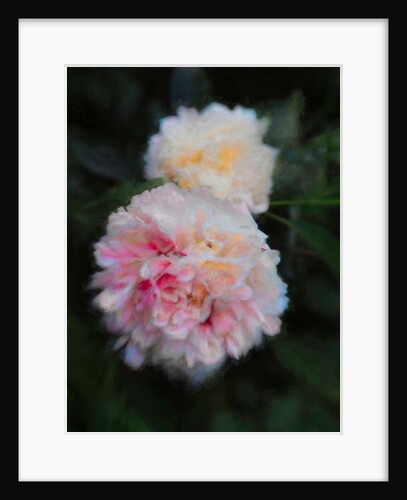 Summer Peonies, 2018 by Helen White