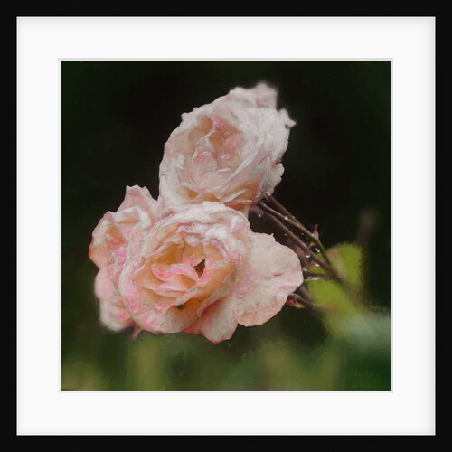 Blush Roses, 2018 by Helen White