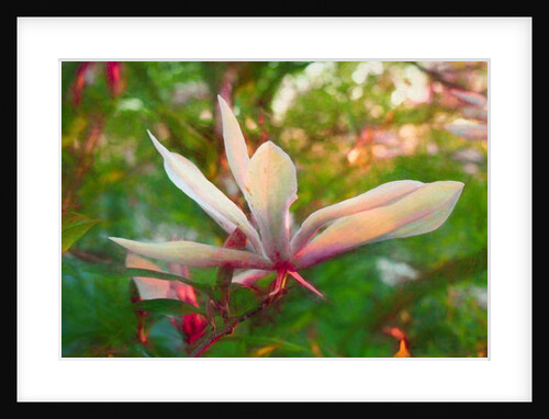 Magnolia, 2018 by Helen White