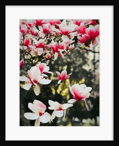 Blooming Magnolia, 2018 by Helen White