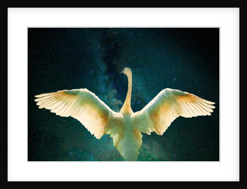 Cygnus, 2017 by Helen White