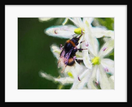 Summer bee, 2018 by Helen White