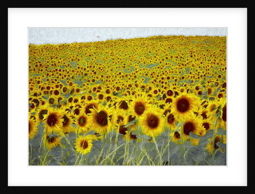 Sunflower Field, 2019 by Helen White