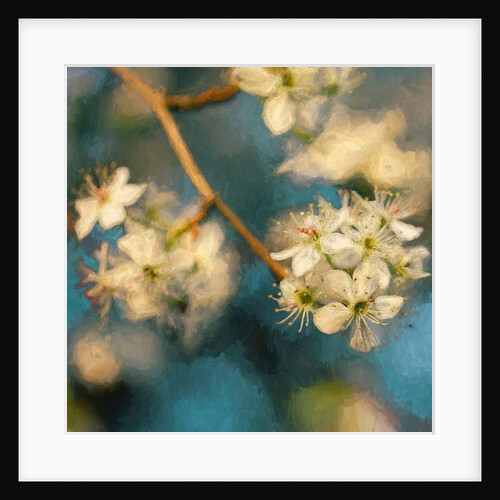 Apple Blossom, 2019 by Helen White