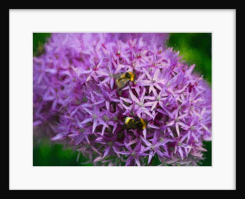 Bees in the Aliums, 2018 by Helen White
