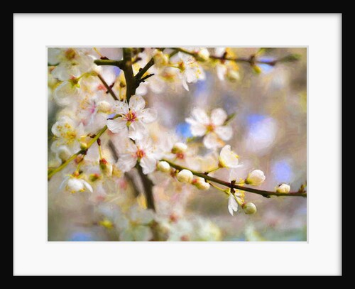 Blossom Joy, 2019 by Helen White