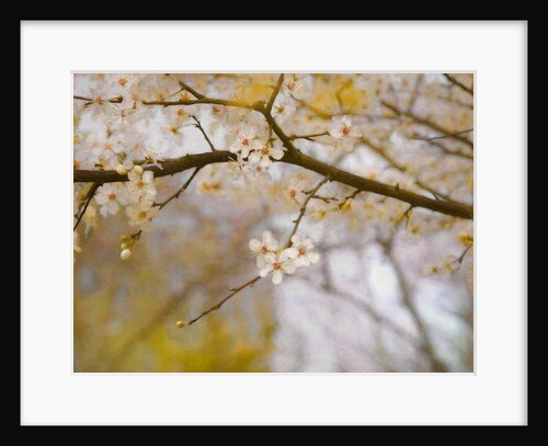 Golden Springtime, 2019 by Helen White