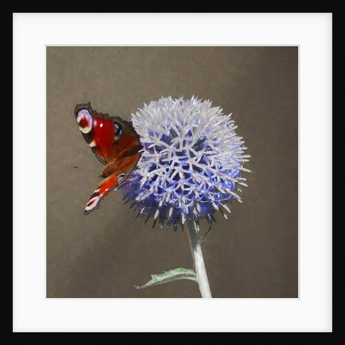 Peacock on Blue Thistle, 2018 by Helen White