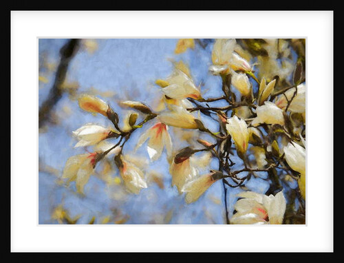 Blue Sky Magnolia, 2019 by Helen White