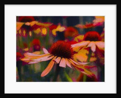 Daisy Daisy, 2019 by Helen White