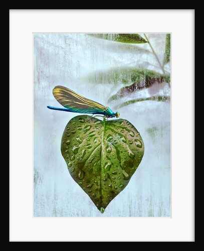 Flying visit, 2019 by Helen White