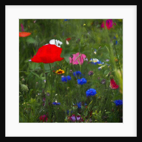 Nature's Colourbox, 2019 by Helen White