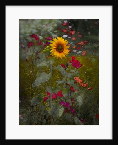 Sun King, 2019 by Helen White