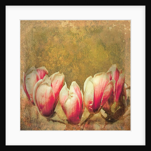 Vintage Magnolia; 2019 by Helen White