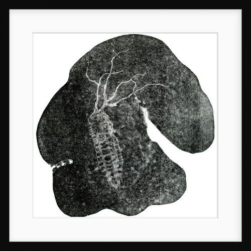 Entangled, 2014, by Bella Larsson