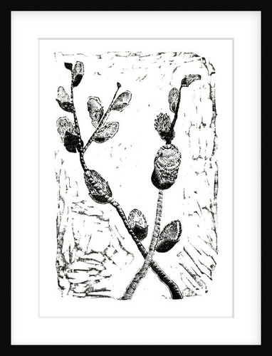 Sleeping Pussy Willow, 2014 by Bella Larsson