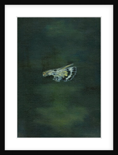 Moth Wing, 2014 by Bella Larsson