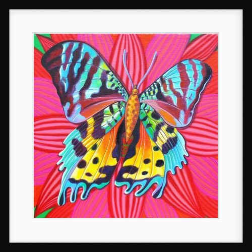 Sunset Moth, 2014 by Jane Tattersfield