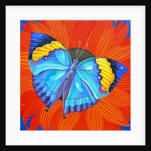 Indian Leaf Butterfly, 2014 by Jane Tattersfield