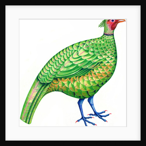 Pheasant, 1996 by Jane Tattersfield