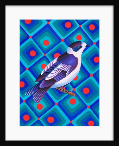 Semicollared flycather, 2023 by Jane Tattersfield