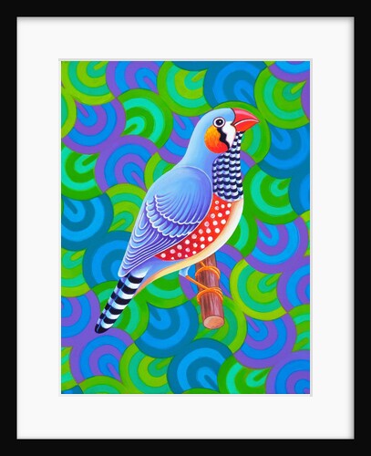 Zebra finch, 2023 by Jane Tattersfield