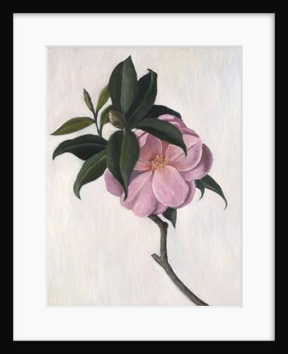 Camellia by Ruth Addinall