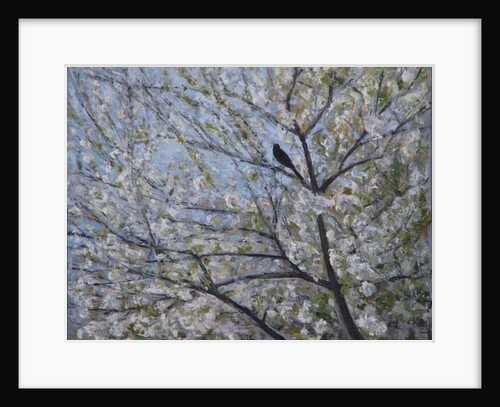 Blackbird Singing in Cherry Blossom by Ruth Addinall
