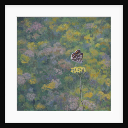 Brown Argus by Ruth Addinall