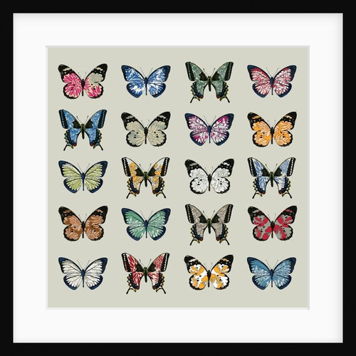 Papillon, 2008 by Sarah Hough