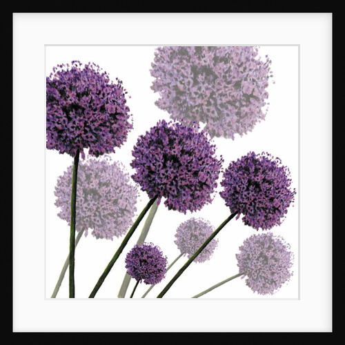 Allium Fernandez, 2004 by Sarah Hough